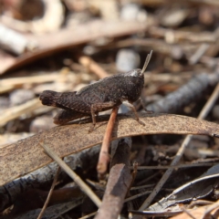 Cirphula pyrrhocnemis at Higgins Woodland - 17 Feb 2024 12:02 PM