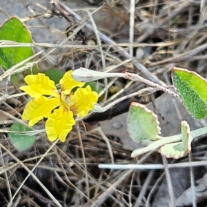 Goodenia hederacea subsp. hederacea at The Pinnacle - 17 Feb 2024