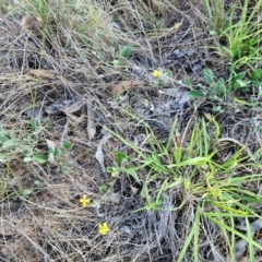 Goodenia hederacea subsp. hederacea at The Pinnacle - 17 Feb 2024