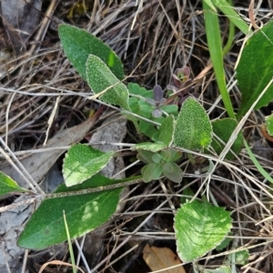 Goodenia hederacea subsp. hederacea at The Pinnacle - 17 Feb 2024