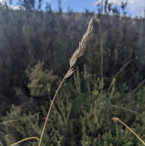 Australopyrum velutinum at Namadgi National Park - 17 Feb 2024 11:04 AM