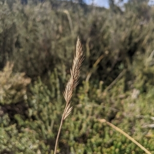 Australopyrum velutinum at Namadgi National Park - 17 Feb 2024