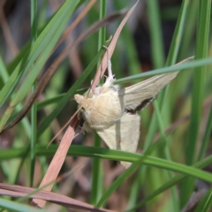 Helicoverpa punctigera (Native Budworm) at Higgins Woodland - 17 Feb 2024 by MichaelWenke