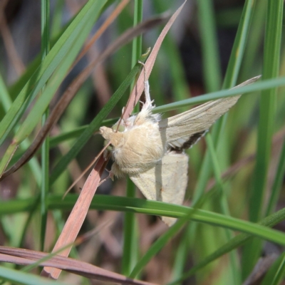 Helicoverpa punctigera (Native Budworm) at Higgins Woodland - 17 Feb 2024 by MichaelWenke