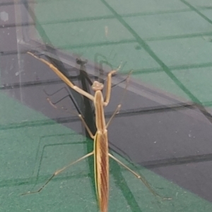 Tenodera australasiae at Kambah, ACT - 15 Feb 2024