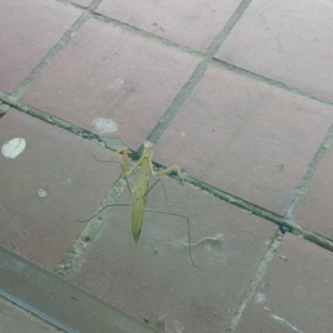 Tenodera australasiae at Kambah, ACT - 15 Feb 2024 05:00 PM