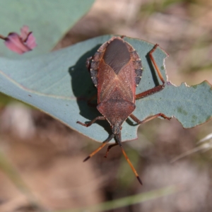 Amorbus sp. (genus) at Higgins, ACT - 17 Feb 2024