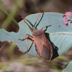 Amorbus sp. (genus) at Higgins, ACT - 17 Feb 2024