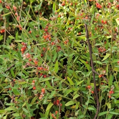 Einadia nutans subsp. nutans (Climbing Saltbush) at The Pinnacle - 17 Feb 2024 by sangio7