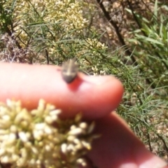Oncocoris sp. (genus) (A stink bug) at Stirling Park (STP) - 17 Feb 2024 by MichaelMulvaney