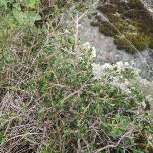 Melicytus angustifolius subsp. divaricatus at Namadgi National Park - 17 Feb 2024 10:06 AM