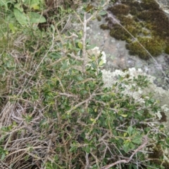 Melicytus angustifolius subsp. divaricatus (Divaricate Tree Violet) at Namadgi National Park - 16 Feb 2024 by MattM