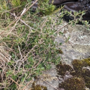 Melicytus angustifolius subsp. divaricatus at Namadgi National Park - 17 Feb 2024