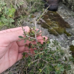 Melicytus angustifolius subsp. divaricatus at Namadgi National Park - 17 Feb 2024 10:06 AM