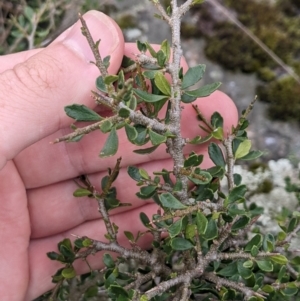 Melicytus angustifolius subsp. divaricatus at Namadgi National Park - 17 Feb 2024