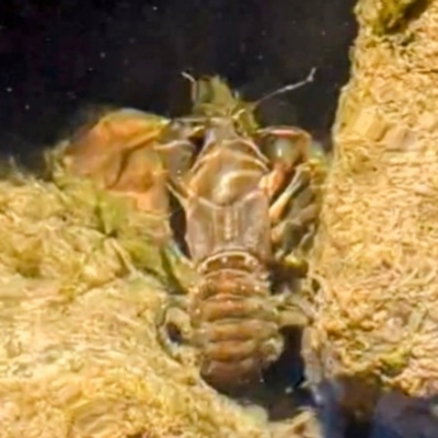 Euastacus sp. (genus) (Spiny crayfish) at Kosciuszko National Park - 7 Feb 2024 by HelenCross