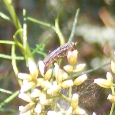 Therevidae (family) (Unidentified stiletto fly) at Stirling Park (STP) - 17 Feb 2024 by MichaelMulvaney