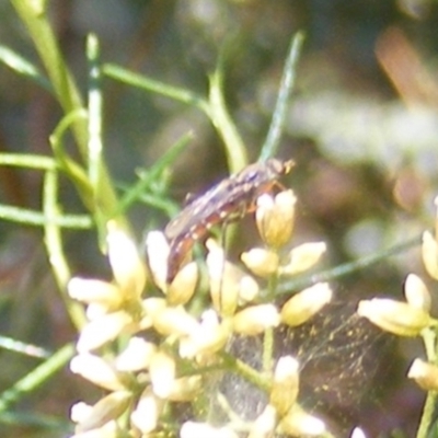 Therevidae (family) (Unidentified stiletto fly) at Yarralumla, ACT - 17 Feb 2024 by MichaelMulvaney