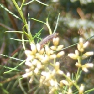 Therevidae (family) at Stirling Park (STP) - 17 Feb 2024