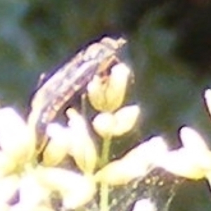 Therevidae (family) at Stirling Park (STP) - 17 Feb 2024