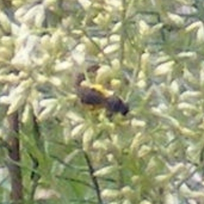 Lasioglossum (Chilalictus) sp. (genus & subgenus) (Halictid bee) at Yarralumla, ACT - 17 Feb 2024 by MichaelMulvaney