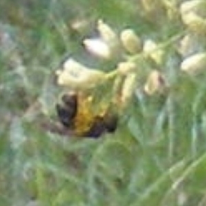 Lasioglossum (Chilalictus) sp. (genus & subgenus) at Stirling Park (STP) - 17 Feb 2024