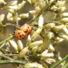 Coccinellidae (family) (Unidentified lady beetle) at Yarralumla, ACT - 17 Feb 2024 by MichaelMulvaney