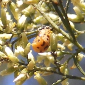 Coccinellidae (family) at Stirling Park (STP) - 17 Feb 2024