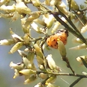 Coccinellidae (family) at Stirling Park (STP) - 17 Feb 2024