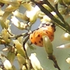 Coccinellidae (family) at Stirling Park (STP) - 17 Feb 2024