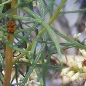Hippodamia variegata at Stirling Park (STP) - 17 Feb 2024