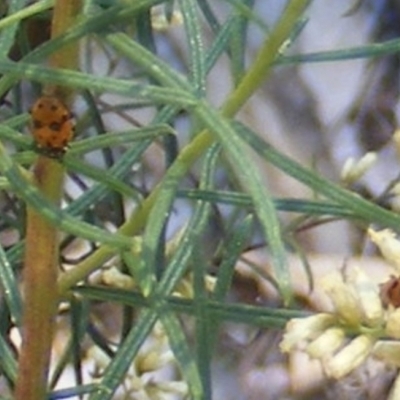 Hippodamia variegata (Spotted Amber Ladybird) at Stirling Park (STP) - 17 Feb 2024 by MichaelMulvaney