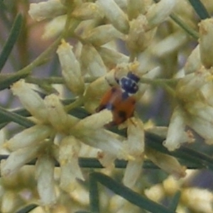 Hippodamia variegata at Stirling Park (STP) - 17 Feb 2024