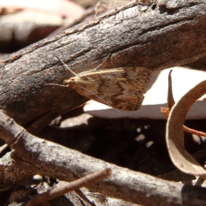 Achyra affinitalis at Higgins Woodland - 17 Feb 2024