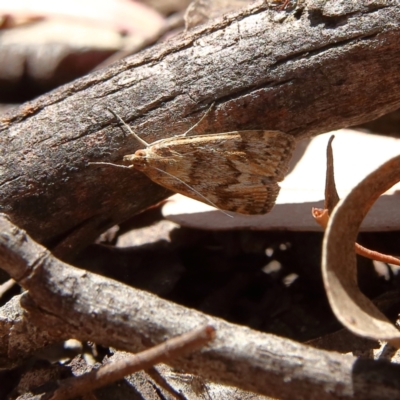 Achyra affinitalis (Cotton Web Spinner, Pyraustinae) at Higgins Woodland - 17 Feb 2024 by MichaelWenke