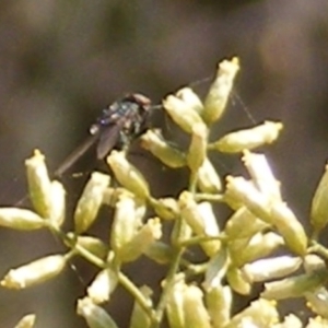 Muscidae (family) at Stirling Park (STP) - 17 Feb 2024