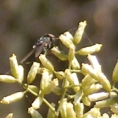 Muscidae (family) (Unidentified muscid fly) at Yarralumla, ACT - 17 Feb 2024 by MichaelMulvaney