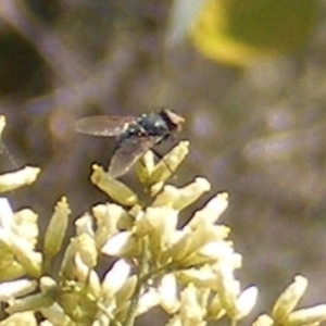 Muscidae (family) at Stirling Park (STP) - 17 Feb 2024