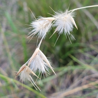 Rytidosperma sp. (Wallaby Grass) at The Pinnacle - 16 Feb 2024 by sangio7