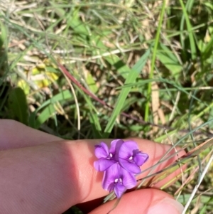 Swainsona behriana at Namadgi National Park - 11 Jan 2024