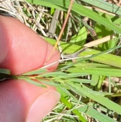 Swainsona behriana at Namadgi National Park - 11 Jan 2024