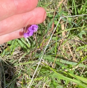 Swainsona behriana at Namadgi National Park - 11 Jan 2024