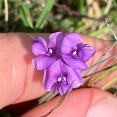 Swainsona behriana at Namadgi National Park - 11 Jan 2024