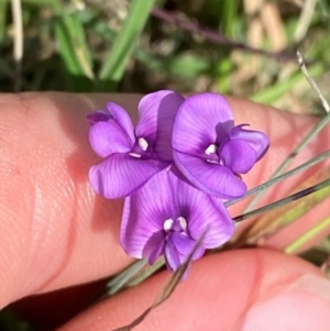 Swainsona behriana at Namadgi National Park - 11 Jan 2024