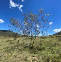 Eucalyptus lacrimans (Weeping Snow Gum) at Mount Clear, ACT - 10 Jan 2024 by Tapirlord