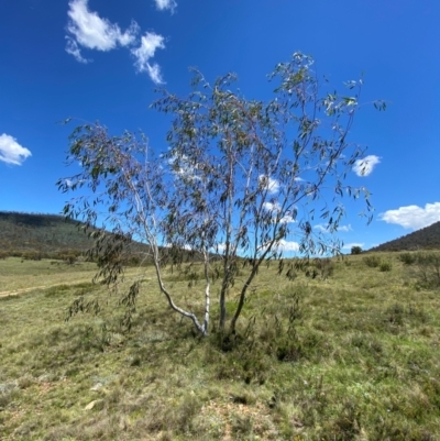 Eucalyptus lacrimans (Weeping Snow Gum) at Namadgi National Park - 10 Jan 2024 by Tapirlord