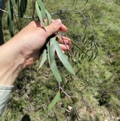 Eucalyptus lacrimans at Namadgi National Park - 10 Jan 2024