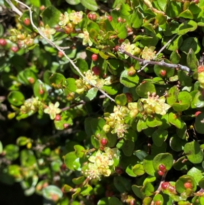 Muehlenbeckia axillaris (Matted Lignum) at Mount Clear, ACT - 10 Jan 2024 by Tapirlord