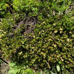 Muehlenbeckia axillaris at Namadgi National Park - 10 Jan 2024