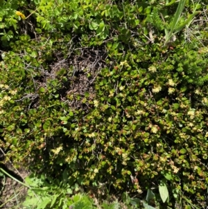 Muehlenbeckia axillaris at Namadgi National Park - 10 Jan 2024 01:55 PM